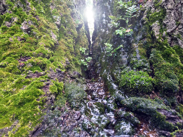 fern river - cave fern flowing forest foto e immagini stock