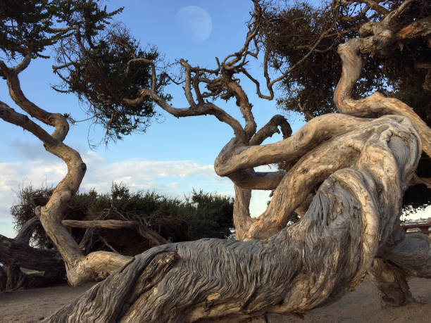 비틀어진 트렁크 - twisted branch tree california 뉴스 사진 이미지