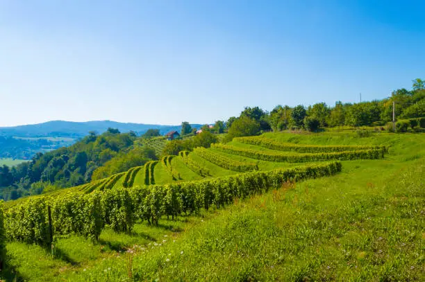 Vineyard on the hill, slavonia, croatia
