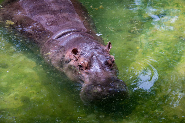istock Hippopotamus in the zoo. 864673472