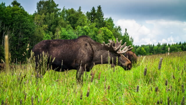 Bull Moose in Sweden