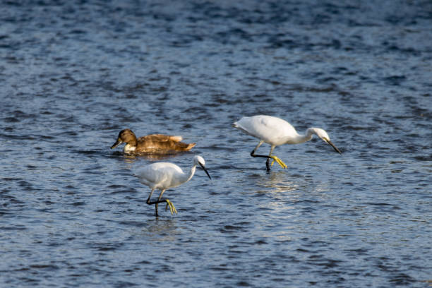 한 마음으로 사냥 큰 해오라기 - freshwater bird animals in the wild feather animal leg 뉴스 사진 이미지