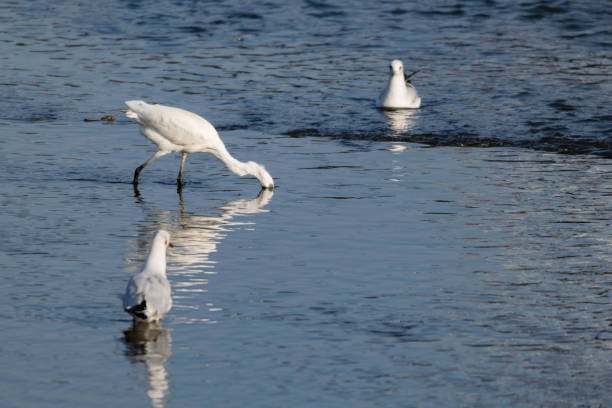 워터스에 지에서 음식에 대 한 멋진 백로 물 조류 사냥 - freshwater bird animals in the wild feather animal leg 뉴스 사진 이미지