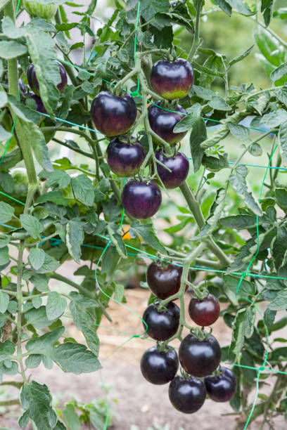 istock Purple tomatoes growing on branch 864680214