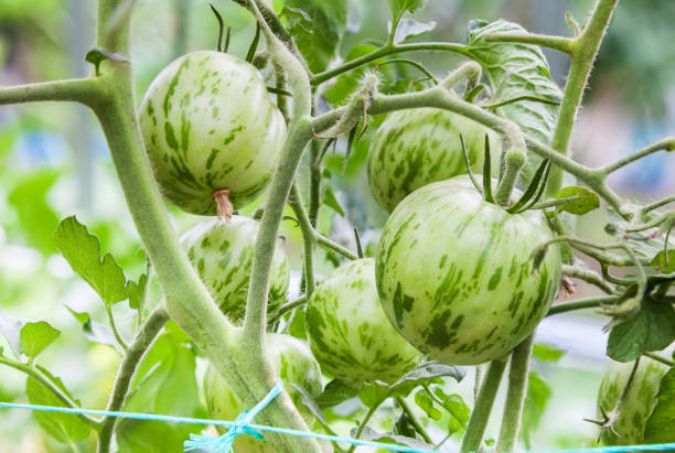 green tomatoes growing on branch - heirloom tomato zebra tomato tomato organic imagens e fotografias de stock