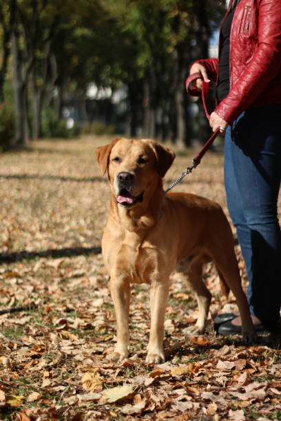 istock Woman walking at park with her dog 864690682