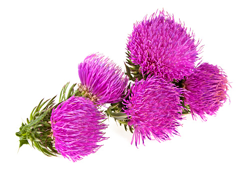 Purple and white thistle like flower.
