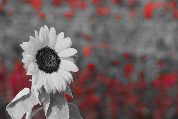 istock Agriculture and red flowers 864692342