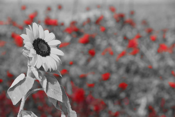 Agriculture and red flowers