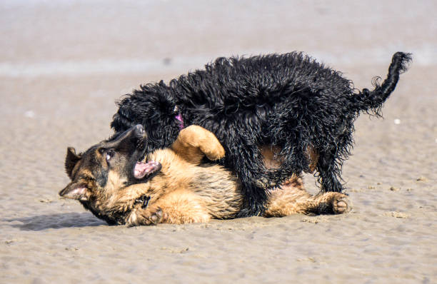 istock German Shepherd Puppy playing on beach 864693276