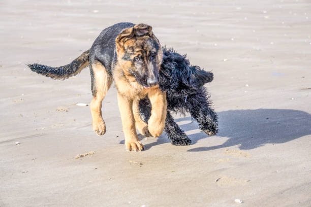 German Shepherd Puppy playing with another pup on a sandy beach - UK