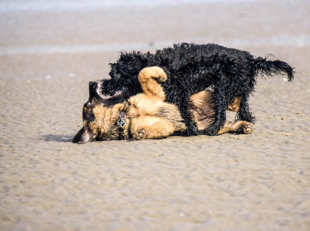 istock German Shepherd Puppy playing on beach 864693306