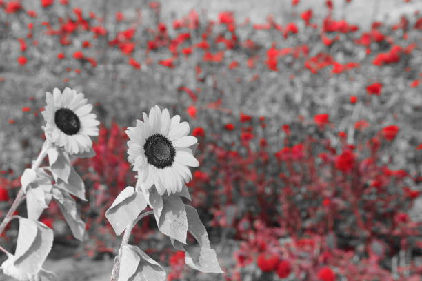 istock Agriculture and red flowers 864693618