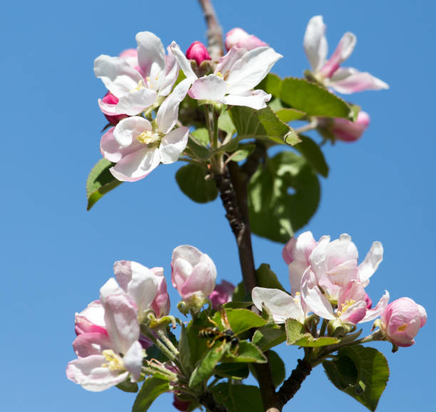 istock beautiful flowers on the branches of apple trees 864693880