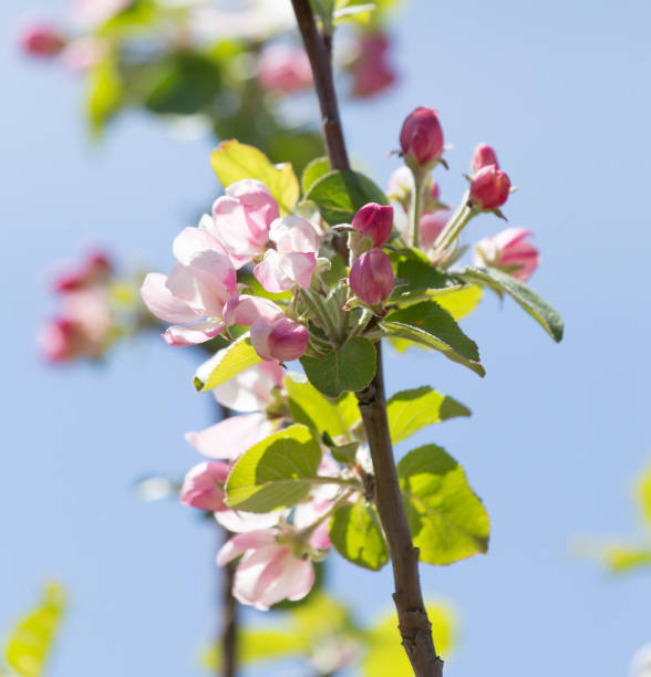 istock beautiful flowers on the branches of apple trees 864694524