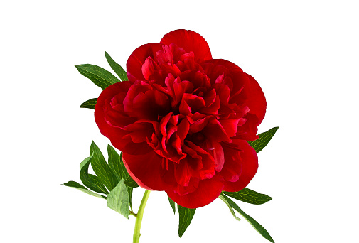 Red peony flower isolated on a white background
