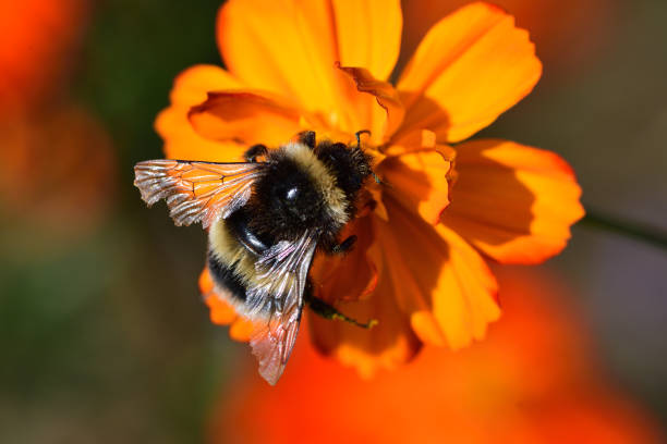 macro shot of a bumble on an orange coreopsis flower