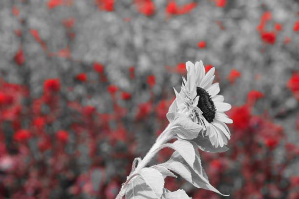 istock Agriculture and red flowers 864696178