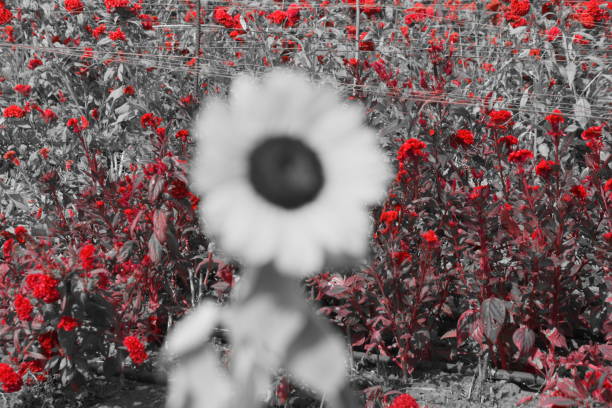 istock Agriculture and red flowers 864704018