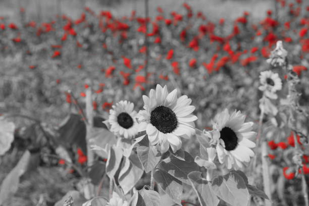 istock Agriculture and red flowers 864704020