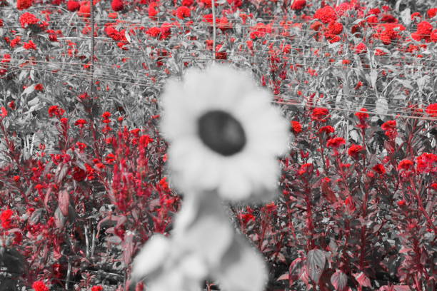 istock Agriculture and red flowers 864704472