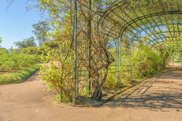istock El Rosedal Park, Montevideo, Uruguay 864704998
