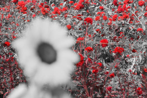 istock Agriculture and red flowers 864707636