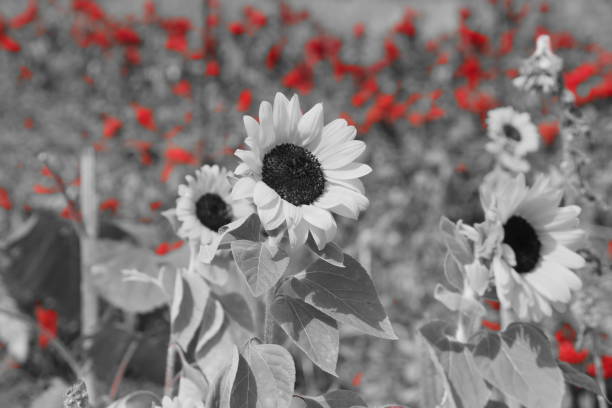 istock Agriculture and red flowers 864708118