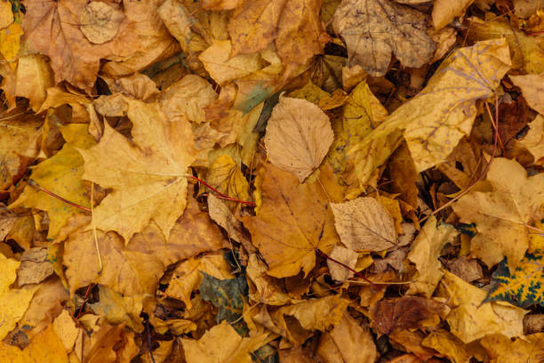 istock Colorful fallen autumn leaves 864717632