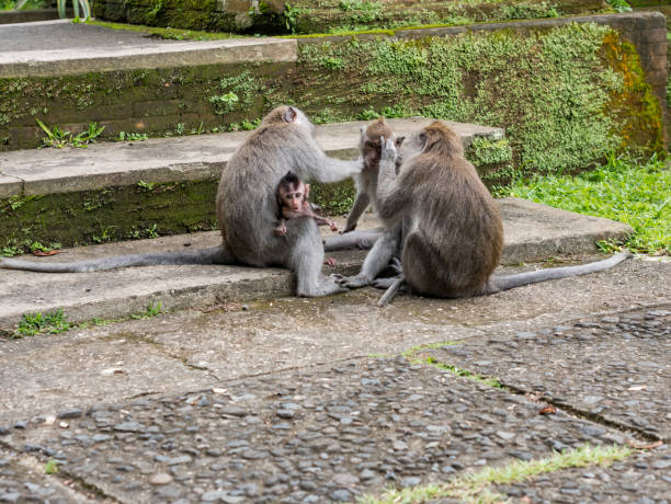 istock Sacred Monkey Forest Sanctuary in Ubud, Bali, Indonesia 864717844