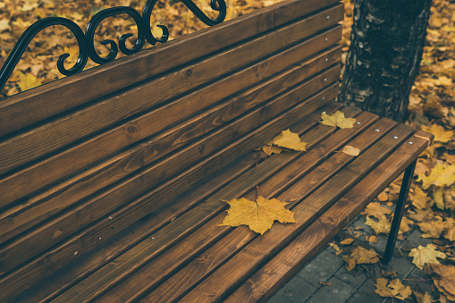 Colorful autumn leaves on a bench in the park, vintage toning