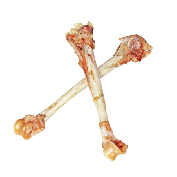 istock Two crossed picked chicken bones isolated on white background. 864724906