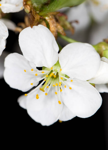 istock White cherry flowers on a black background 864724966
