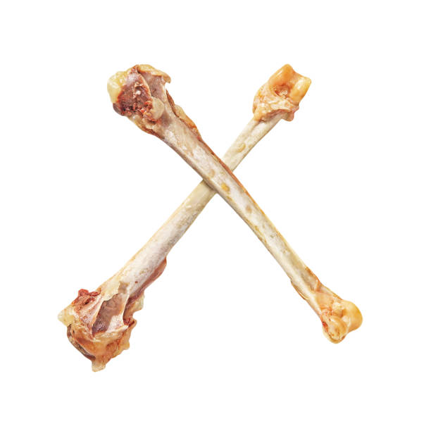 istock Two crossed picked chicken bones isolated on white background. 864725080