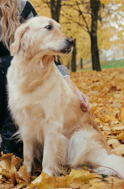 istock Family  in the autumn 864725142