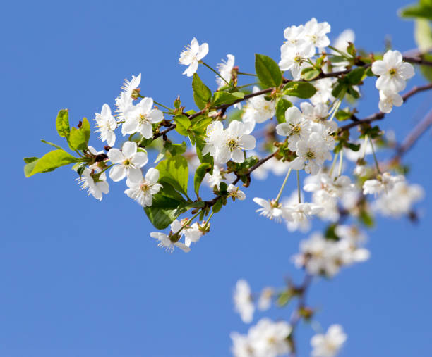 istock flowers on the tree against the blue sky 864725210