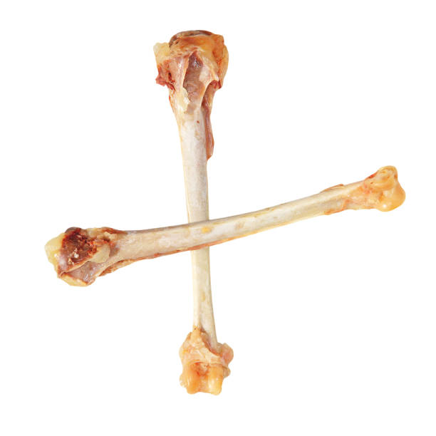istock Two crossed picked chicken bones isolated on white background. 864725218