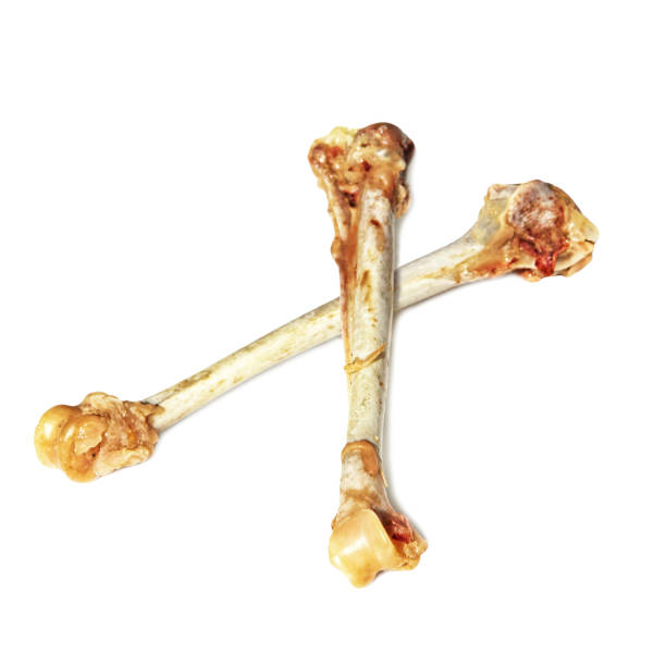 istock Two crossed picked chicken bones isolated on white background. 864727496
