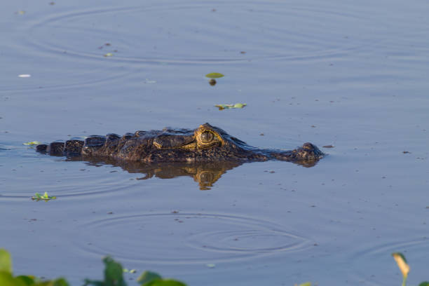 istock Caiman floating on Pantanal, Brazil 864728374
