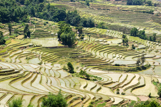 元陽棚田、雲南省 - 中国 - rice paddy china traditional culture yunnan province ストックフォトと画像