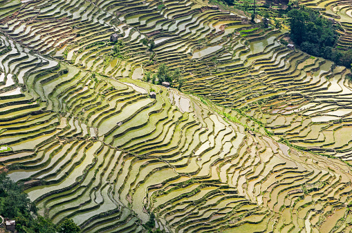 Yuanyang Rice Terraces, Yunnan - China. Terraced rice fields of Hani ethnic people in Yunnan province, China.