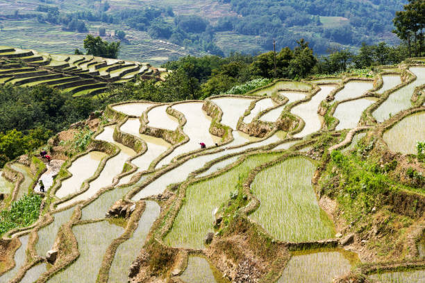 元陽棚田、雲南省 - 中国 - rice paddy china traditional culture yunnan province ストックフォトと画像