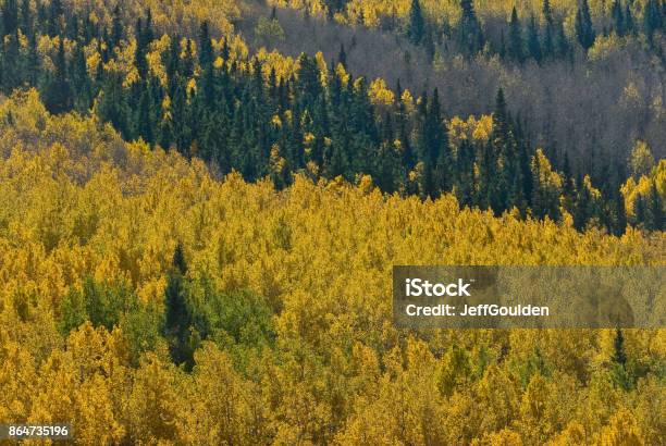 Aspen Grove From Above Stock Photo - Download Image Now - Aerial View, Arizona, Aspen Forest