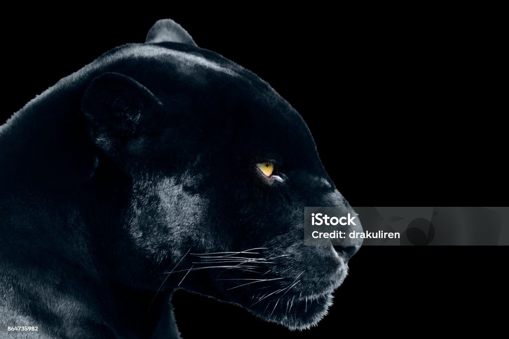 schwarzer Jaguar auf schwarzem Hintergrund - Lizenzfrei Alt Stock-Foto