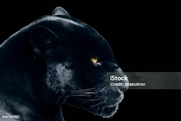 Schwarzer Jaguar Auf Schwarzem Hintergrund Stockfoto und mehr Bilder von Alt - Alt, Auge, Dunkel