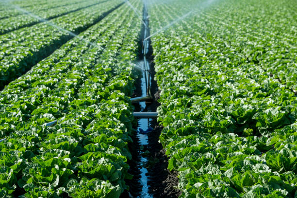 istock Rows of Lettuce Being Watered on Coastal Farm 864736126