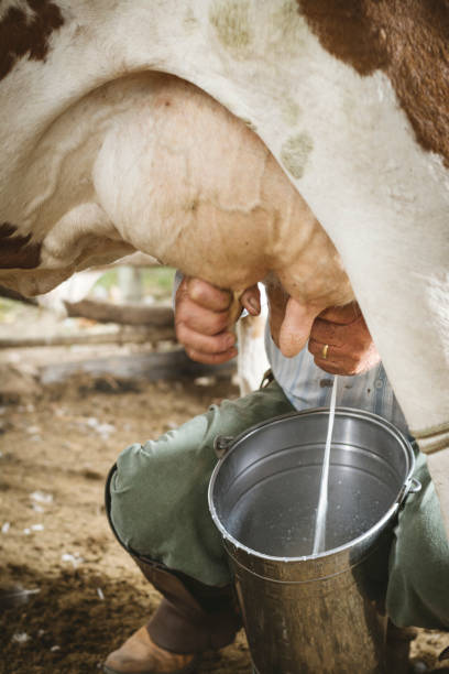 istock Farmer milking cow 864736226