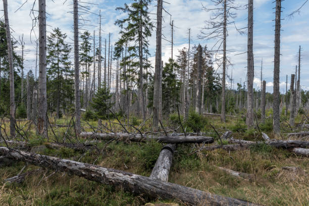 istock The landscape of forest in Harz, Germany 864738422