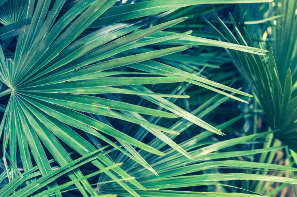 istock Tropical background of palm leafs 864738996