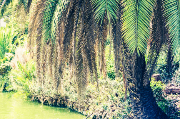istock Tropical background of palm trees and lake 864739012
